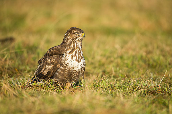 Mäusebussard (Buteo buteo)