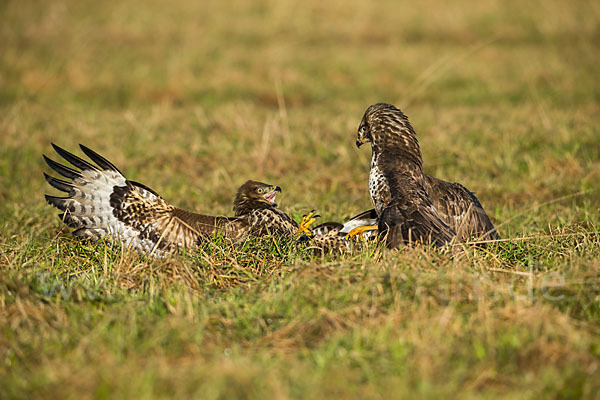 Mäusebussard (Buteo buteo)