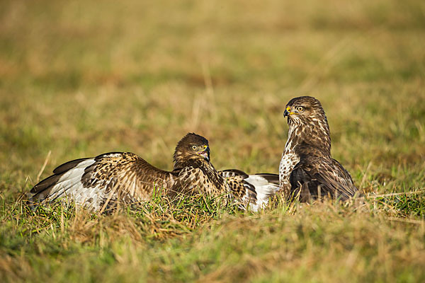 Mäusebussard (Buteo buteo)