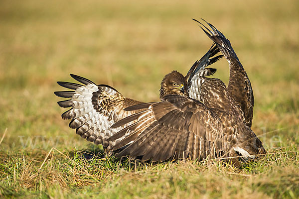 Mäusebussard (Buteo buteo)