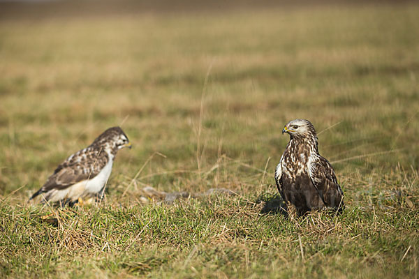 Mäusebussard (Buteo buteo)