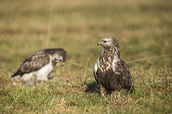 Mäusebussard (Buteo buteo)