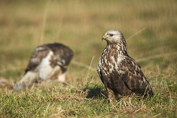 Mäusebussard (Buteo buteo)