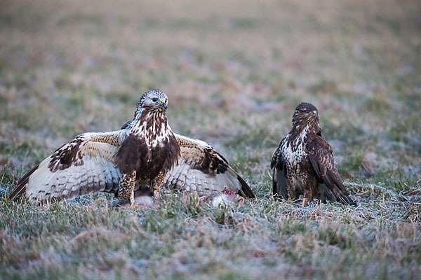 Mäusebussard (Buteo buteo)