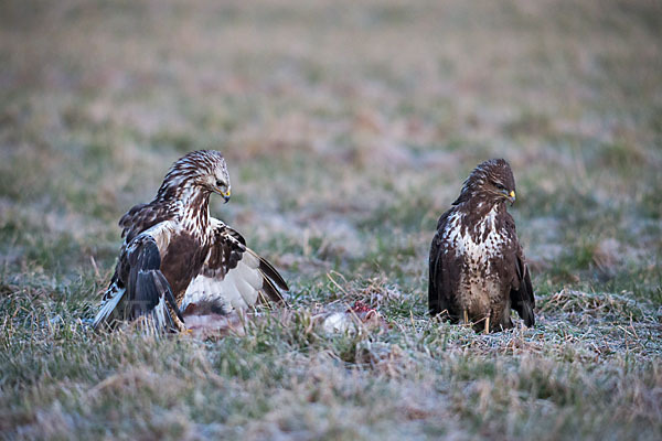 Mäusebussard (Buteo buteo)