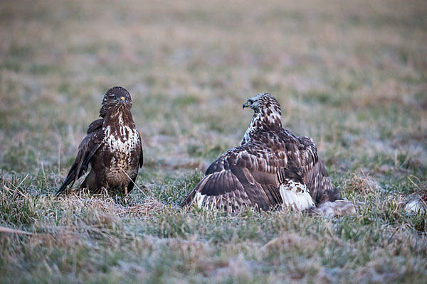 Mäusebussard (Buteo buteo)