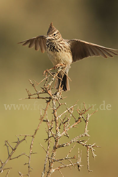 Maghreblerche (Galerida cristata randonii)