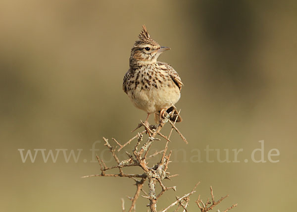 Maghreblerche (Galerida cristata randonii)