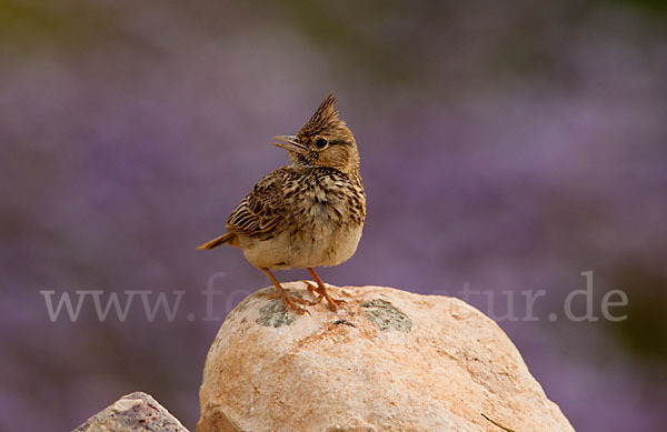 Maghreblerche (Galerida cristata randonii)