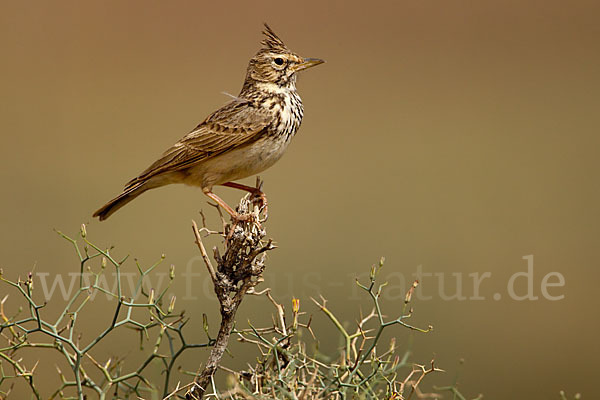 Maghreblerche (Galerida cristata randonii)