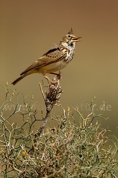 Maghreblerche (Galerida cristata randonii)