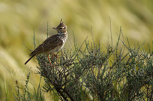 Maghreblerche (Galerida cristata randonii)