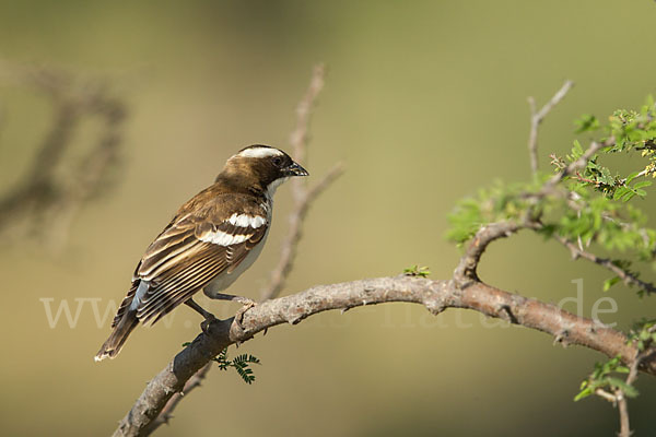 Mahaliweber (Plocepasser mahali)