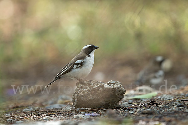 Mahaliweber (Plocepasser mahali)