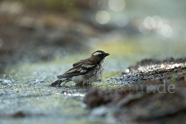 Mahaliweber (Plocepasser mahali)