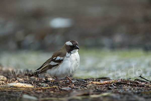 Mahaliweber (Plocepasser mahali)