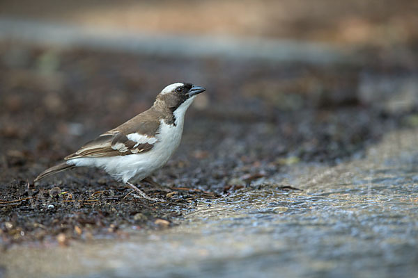 Mahaliweber (Plocepasser mahali)