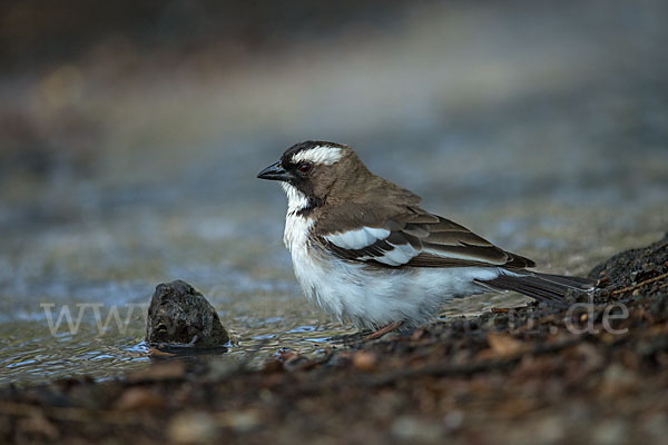 Mahaliweber (Plocepasser mahali)