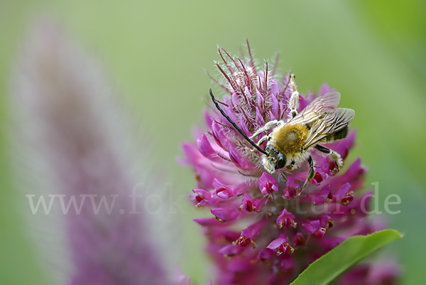 Mai-Langhornbiene (Eucera longicornis)