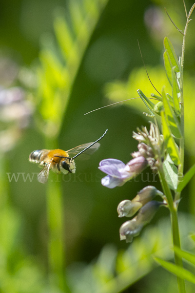 Mai-Langhornbiene (Eucera longicornis)