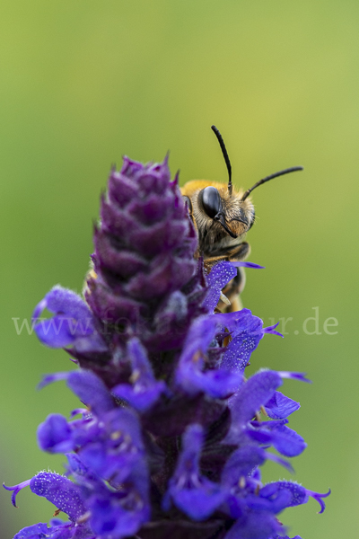 Mai-Langhornbiene (Eucera longicornis)