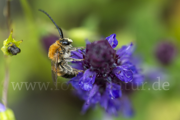 Mai-Langhornbiene (Eucera longicornis)