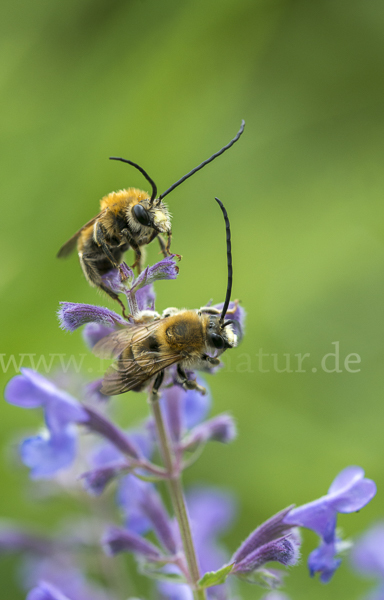 Mai-Langhornbiene (Eucera longicornis)