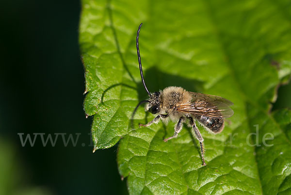 Mai-Langhornbiene (Eucera longicornis)