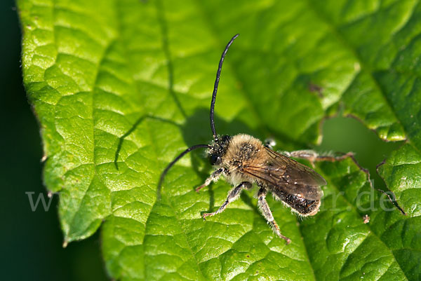 Mai-Langhornbiene (Eucera longicornis)