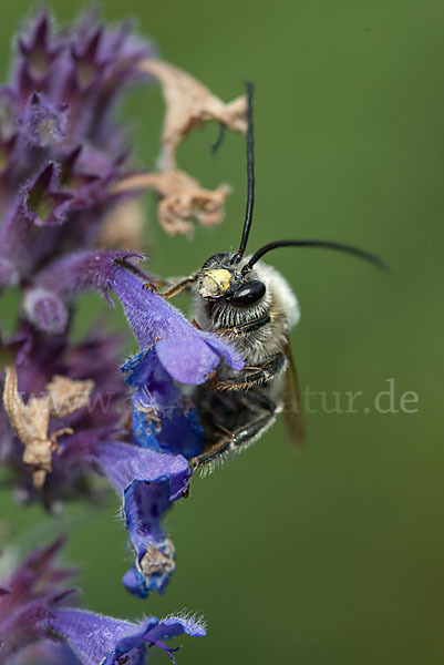 Mai-Langhornbiene (Eucera longicornis)