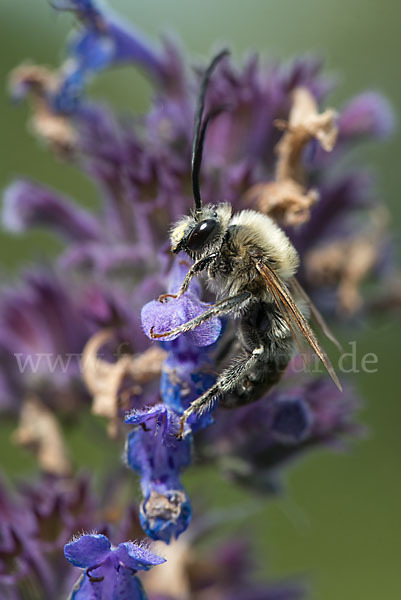 Mai-Langhornbiene (Eucera longicornis)