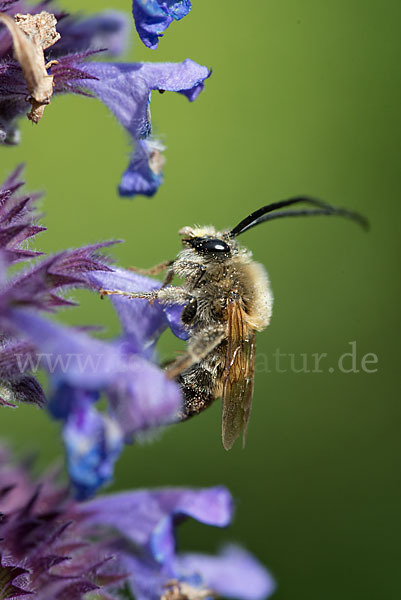 Mai-Langhornbiene (Eucera longicornis)