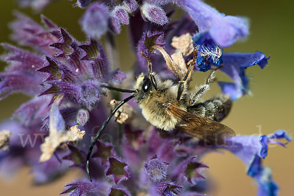 Mai-Langhornbiene (Eucera longicornis)