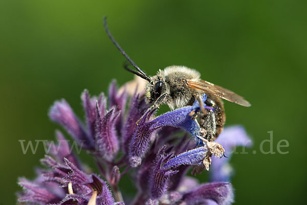 Mai-Langhornbiene (Eucera longicornis)