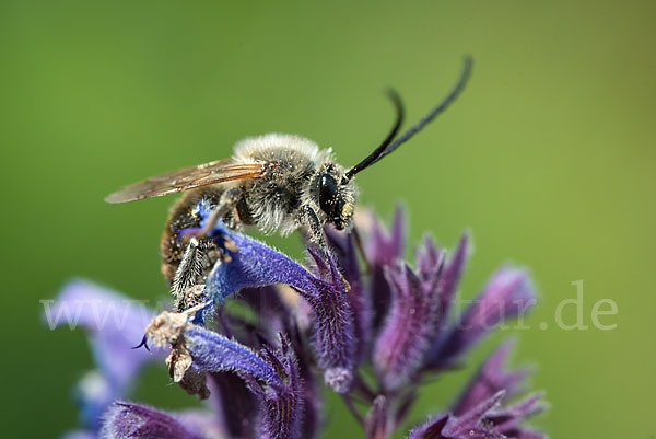 Mai-Langhornbiene (Eucera longicornis)