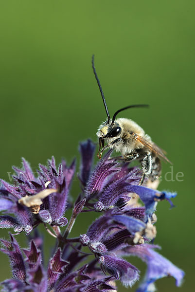 Mai-Langhornbiene (Eucera longicornis)