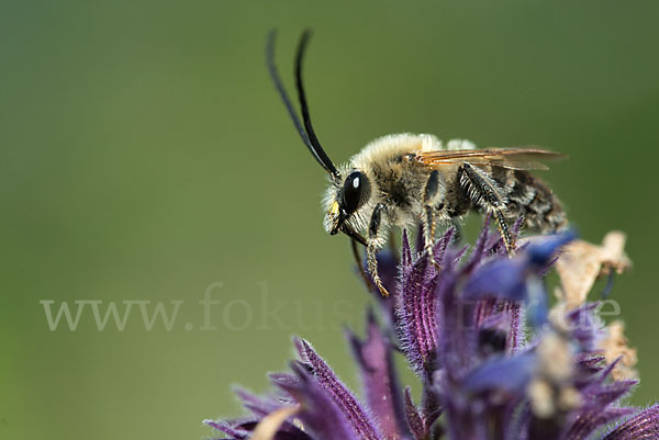 Mai-Langhornbiene (Eucera longicornis)