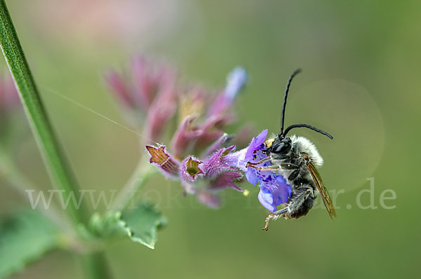 Mai-Langhornbiene (Eucera longicornis)