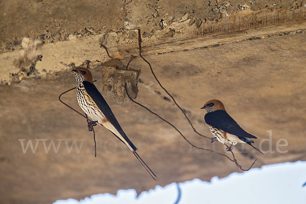 Maidschwalbe (Cecropis abyssinica)