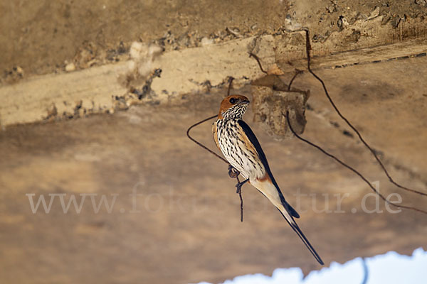 Maidschwalbe (Cecropis abyssinica)