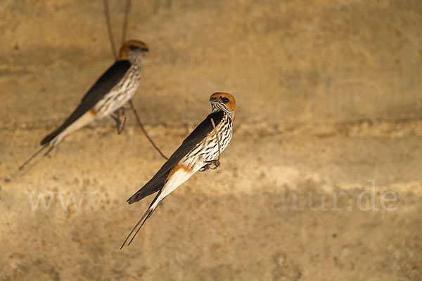 Maidschwalbe (Cecropis abyssinica)