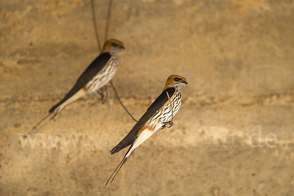 Maidschwalbe (Cecropis abyssinica)