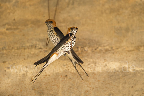 Maidschwalbe (Cecropis abyssinica)