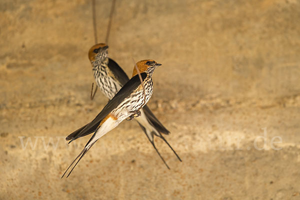 Maidschwalbe (Cecropis abyssinica)