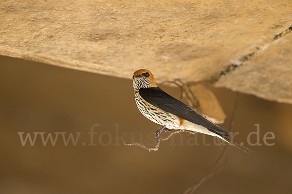 Maidschwalbe (Cecropis abyssinica)