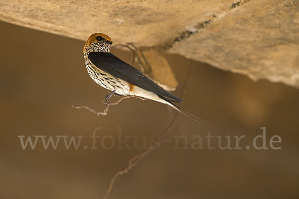 Maidschwalbe (Cecropis abyssinica)