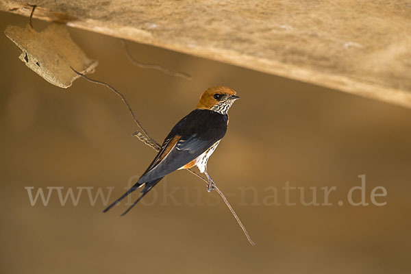 Maidschwalbe (Cecropis abyssinica)