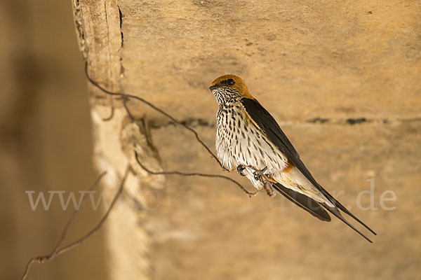 Maidschwalbe (Cecropis abyssinica)