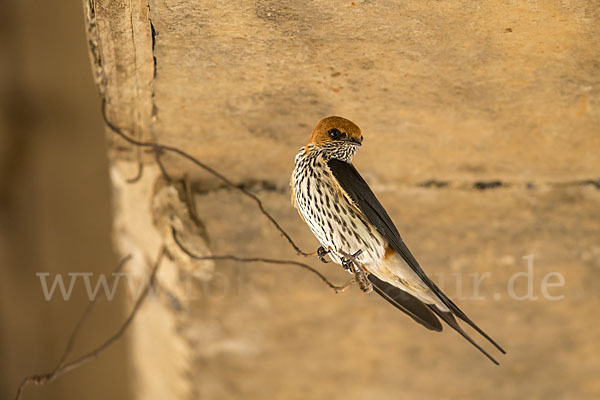 Maidschwalbe (Cecropis abyssinica)