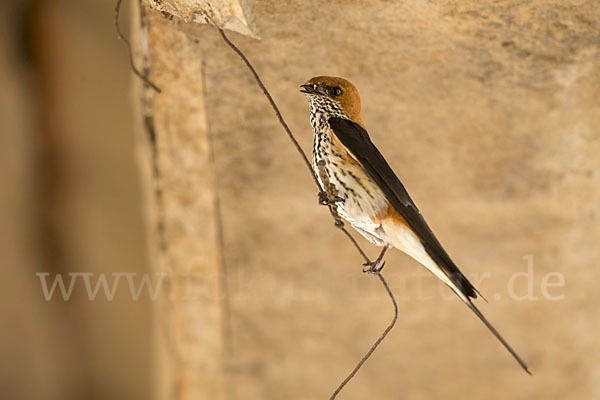 Maidschwalbe (Cecropis abyssinica)